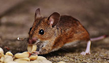 Find Exterminators in Mchenry County